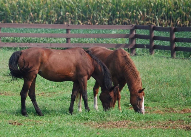 草を食べる二頭の馬